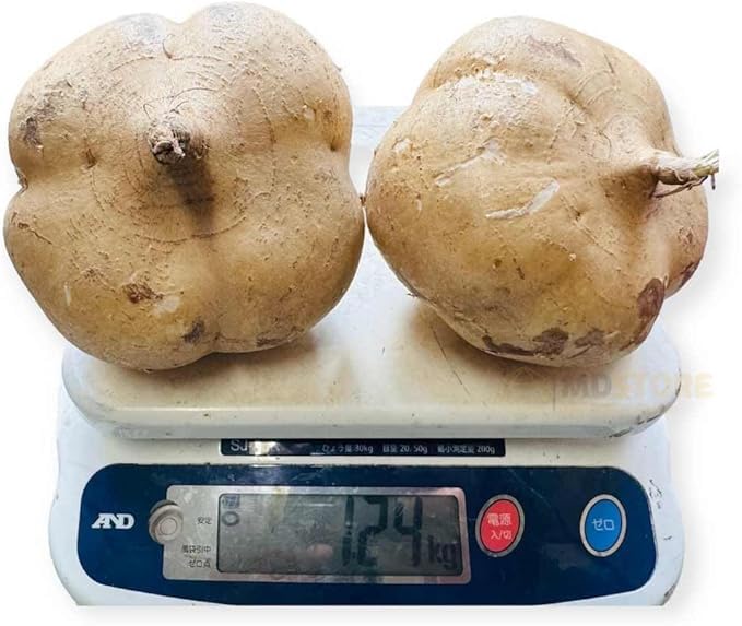ベトナム産ヒカマ　Củ đậu - 約5kg Amazon.co.jp: MDSTORE ベトナム産ヒカマ・Vietnam Fresh Jikama・Cu